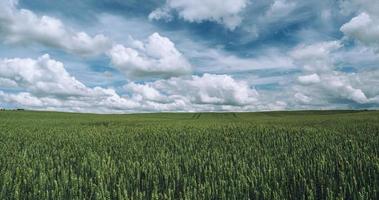 campo de grama verde sob o céu azul com nuvens foto