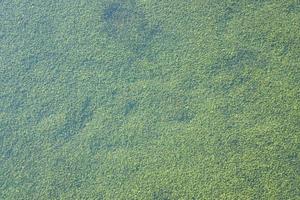 figuras verdes para biofiltração de água no filtro do aquário ou lago artificial close-up foto