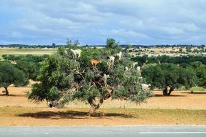 cabras subindo em uma árvore foto