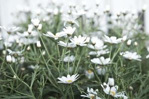 margarida branca flores foto