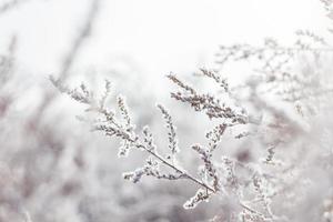 planta de flor de pétalas brancas coberta de neve foto