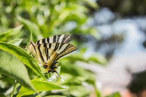 borboleta marrom e preta nas folhas foto