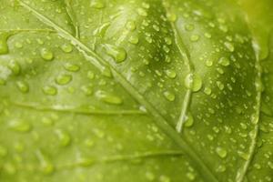 folha verde com gotas de água foto