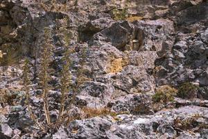 uma flor de montanha solitária com botões azuis crescendo em uma parede de pedra cinza-avermelhada. fundo foto