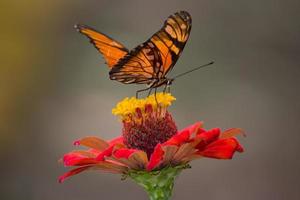 borboleta monarca em flor foto