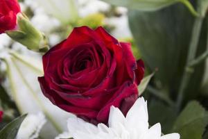 close-up de uma rosa vermelha em buquê