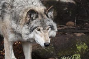 lobo em pé na pedra foto