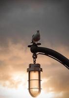 gaivota empoleirada no poste de luz foto