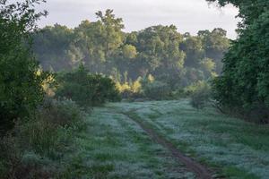 uma manhã tranquila de solidão e tranquilidade na floresta do leste do texas. foto