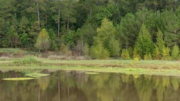 uma floresta verde refletida na água parada. foto