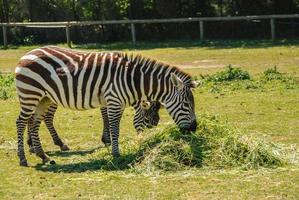 zebra listrada africana foto