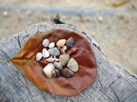 uma licença seca marrom com variedade de pequenas conchas em um toco, fundo de praia de areia embaçada foto