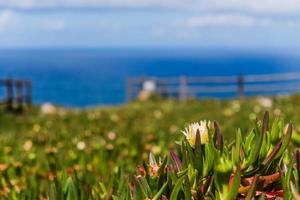 campo amarelo hottentot-fig contra o Oceano Atlântico foto