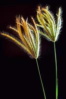 flor de andorinha grama foto