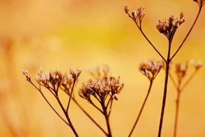 plantas secas da moda ao sol. lindo fundo de outono. close-up de flores secas. cartaz para interiores. foto
