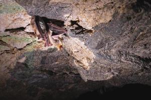 um grupo de morcegos marrons dorme no teto de uma caverna de pedra. pequenos morcegos selvagens do norte do cáucaso foto