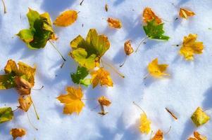 vista superior do fundo do outono de inverno de várias folhas amarelas caídas na neve fresca. clareira coberta com a primeira neve em um dia frio de outono com folhas no topo foto