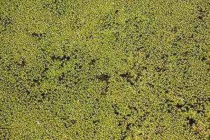 fundo com padrão abstrato feito de plantas aquáticas lemna. folhas verdes de lentilhas em dia ensolarado foto