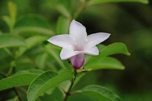 flor de cryptostegia grandiflora. foto