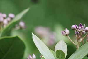 flores de calotropis gigantea. foto