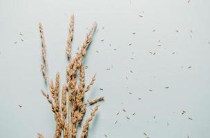 caules e sementes de trigo em fundo azul claro foto