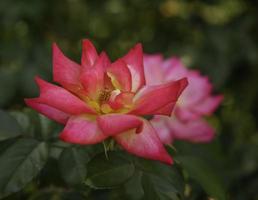 chá rosa. vermelho foto