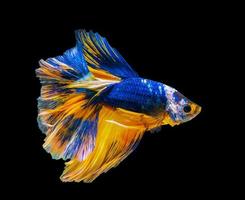 close-up de um peixe betta azul e laranja foto