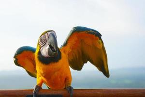 arara azul e amarela ara ararauna, também conhecida como arara azul e dourada é um grande papagaio sul-americano no poleiro de madeira. foto