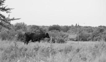 fotografia sobre o tema bela vaca leiteira grande foto