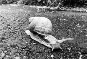 grande caracol de jardim com concha rastejando na estrada molhada, volte para casa foto