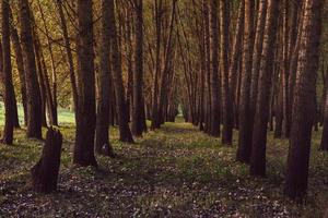 foto de uma bela floresta de álamos na romênia, europa