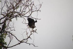 caça à águia-pescadora de cabeça cinzenta foto