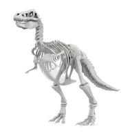 esqueleto de dinossauro isolado no branco foto