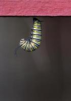 suspensão de lagarta monarca foto