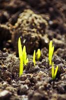 visão macro do broto crescendo a partir de sementes, conceito de primavera
