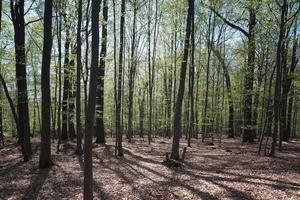 floresta de árvores finas, folhas secas no chão, floresta densa, pequenas folhas nas árvores foto