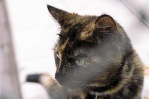 gato olhando de perto o retrato do olho verde do gato americano de cabelo curto de cor cinza. fundo desfocado em cores claras foto