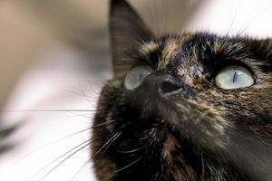 gato olhando de perto o retrato do olho verde do gato americano de cabelo curto de cor cinza. fundo desfocado em cores claras foto