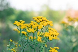 ângulo incomum da flor tansy comum. flores silvestres laranja no campo. fundo verde. forte borrão. foto