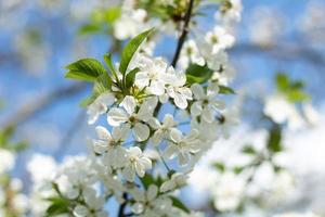 primavera florescendo. flores brancas. primavera. árvores floridas. bela imagem floral da vista panorâmica da natureza primavera. foto