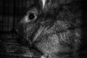 silhueta de coelho preto em uma gaiola foto