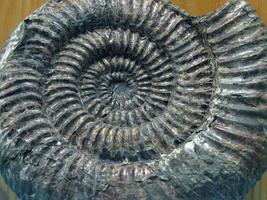 grande fóssil de amonita