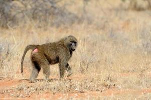 babuíno verde-oliva no parque nacional masai mara do quênia