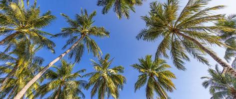 coqueiro com céu azul, lindo fundo tropical. vista de planta verde ensolarada, folha, árvore natural ao ar livre. verão viagens turismo natureza paisagem foto