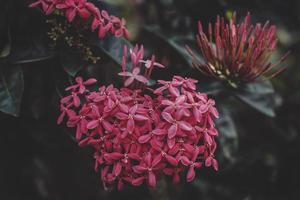 close-up de flores ixora vermelhas foto