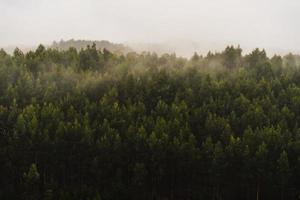 floresta verde durante o dia de nevoeiro foto