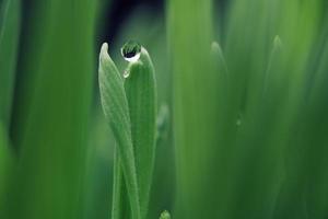 gota d'água na folha verde foto