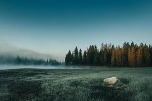 campo enevoado com grama e árvores foto