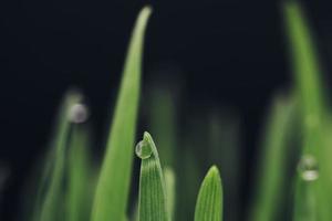 gotas de água na planta verde foto