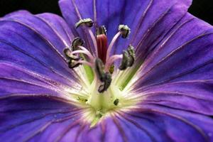 pétalas de flores roxas com estigma colorido foto